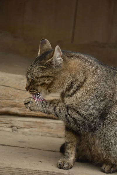 Gyönyörű Aranyos Macska Nyalás Mancsa Stílusos Ágy Val Vicces Érzelmek — Stock Fotó