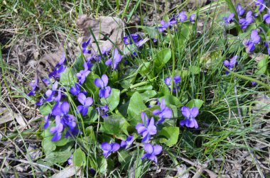 Orman çimlerinde küçük mor bahar menekşeleri (viola reichenbachiana). Bahçede erken gelen köpek-menekşe çiçekleri. Doğal çiçek arkaplanı