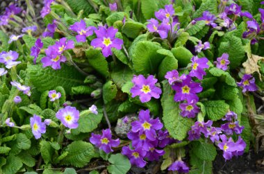 Güzel primula, çuha çiçeği, baharın ilk çiçeklerinden biri.