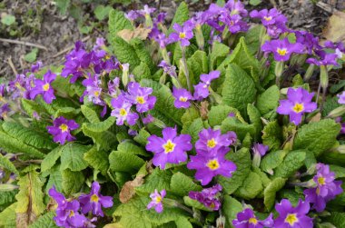 Güzel primula, çuha çiçeği, baharın ilk çiçeklerinden biri.
