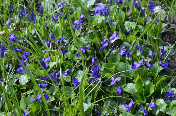 Petites Fleurs Violettes Printanières Violettes Alto Reichenbachiana Sur Pelouse Forestière — Photo