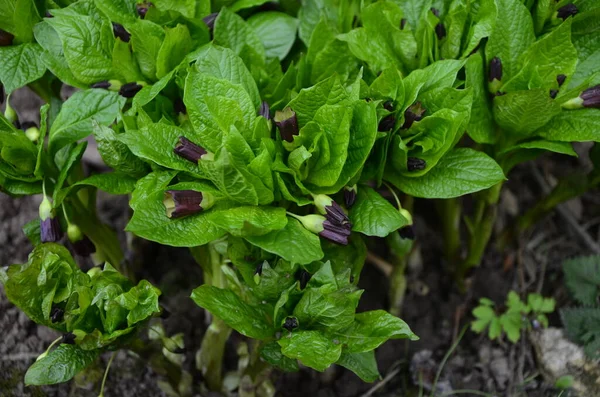 Wiosną Lesie Dzikich Kwitnie Rzadka Roślina Scopolia Carniolica Naturze Rośnie — Zdjęcie stockowe