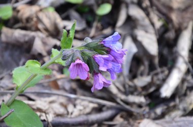 Pulmonaria (akciğer otu) bir seferde menekşenin farklı tonlarında çiçek verir. Ukrayna 'nın bal bitkisi. İlk bahar çiçekleri. Pulmonaria officinalis. Pulmonaria officinalis çiçek açtı