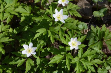 Anemone nemorosa çiçekleri güneşli bir günde ormanda. Yaban şakayığı, yel çiçekleri, yosun.