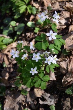 Isopyrum thalictroides ormanda filizlenir. Ormanda yabanda çiçek açan izoprom thalictroides 'tir.
