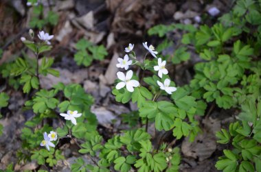 Isopyrum thalictroides ormanda filizlenir. Ormanda yabanda çiçek açan izoprom thalictroides 'tir.