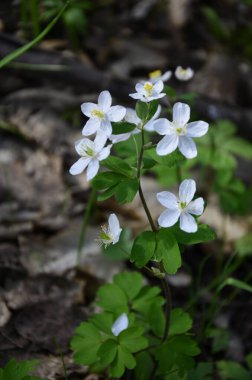 Isopyrum thalictroides ormanda filizlenir. Ormanda yabanda çiçek açan izoprom thalictroides 'tir.