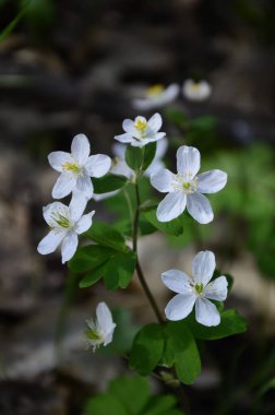 Isopyrum thalictroides ormanda filizlenir. Ormanda yabanda çiçek açan izoprom thalictroides 'tir.