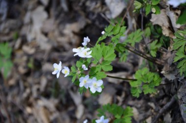 Isopyrum thalictroides ormanda filizlenir. Ormanda yabanda çiçek açan izoprom thalictroides 'tir.