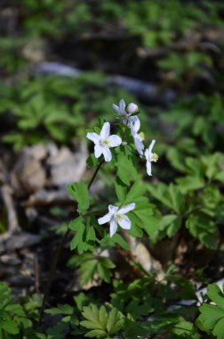 Isopyrum thalictroides ormanda filizlenir. Ormanda yabanda çiçek açan izoprom thalictroides 'tir.