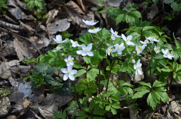 Isopyrum thalictroides blooms in the wild in the forest.Spring in the wild in the forest is blooming Isopyrum thalictroides