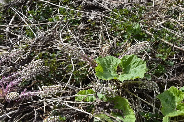 Bloeiwijzen Van Butterbur Pestilentie Wort Petasieten Hybridus Blossom Gemeenschappelijke Butterbur — Stockfoto