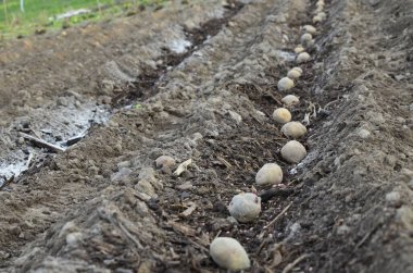 Elle patates ekme. Yataklara kül ve gübre serpiştirme. Seçici odak noktası..