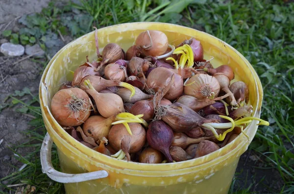 Bulbs Yellow Onion Intended Planting Eraser Bucket Senior Hands Holding — Stock Photo, Image