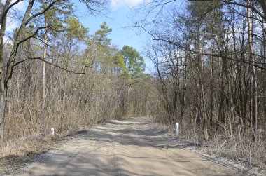 Ormandaki tozlu toprak yol. Orman kenarı. Bulutlu mavi gökyüzü. Ülke yolu