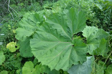 Tereyağı enfeksiyonu, veba otu, Petasite melezi. Çiçek, Yaygın yağ (Petasites hybridus). Çayırda çiçek açan bir kelebek (Petasites hybridus).