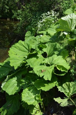 Tereyağı enfeksiyonu, veba otu, Petasite melezi. Çiçek, Yaygın yağ (Petasites hybridus). Çayırda çiçek açan bir kelebek (Petasites hybridus).