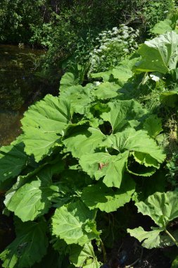 Tereyağı enfeksiyonu, veba otu, Petasite melezi. Çiçek, Yaygın yağ (Petasites hybridus). Çayırda çiçek açan bir kelebek (Petasites hybridus).