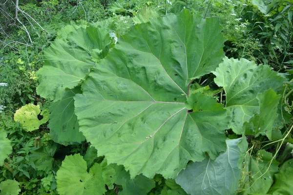 Inflorescences Butterbur Pestilence Wort Petasites Hybridus Blossom Common Butterbur Petasites — Stock Photo, Image