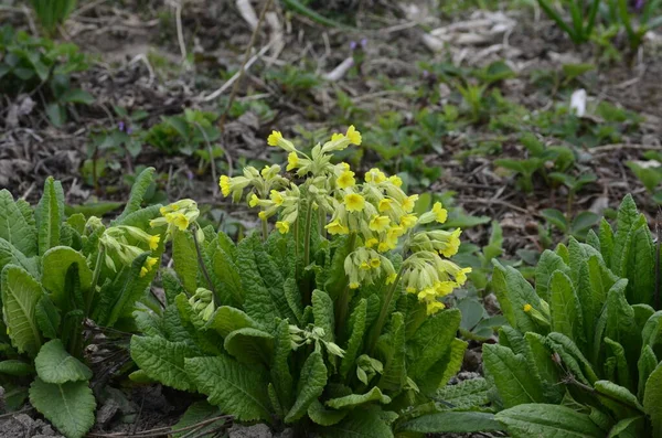 Våren Vilda Blommor Primula Veris Cowslip Vanlig Cowslip Cowslip Primula — Stockfoto