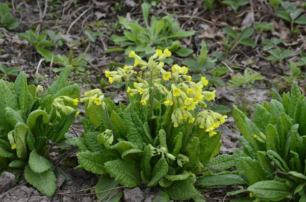 Wiosenne Dzikie Kwiaty Primula Veris Obsuwisko Obsuwisko Pierwiosnek — Zdjęcie stockowe