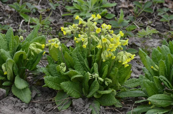 Flores Silvestres Primavera Primula Veris Deslizamiento Vaca Deslizamiento Vaca Común —  Fotos de Stock