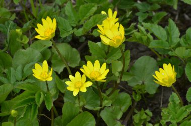 Bahar sarısı çiçekleri, Ficaria verna (eski adıyla Ranunculus ficaria L.), genellikle daha az celandine veya pilewort olarak bilinir.