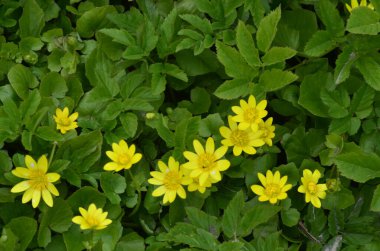 Bahar sarısı çiçekleri, Ficaria verna (eski adıyla Ranunculus ficaria L.), genellikle daha az celandine veya pilewort olarak bilinir.