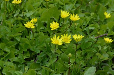 Bahar sarısı çiçekleri, Ficaria verna (eski adıyla Ranunculus ficaria L.), genellikle daha az celandine veya pilewort olarak bilinir.