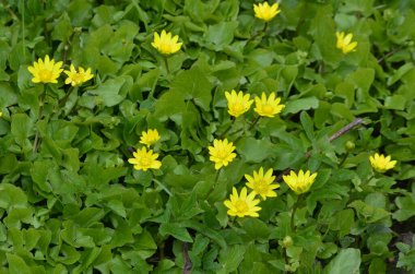Bahar sarısı çiçekleri, Ficaria verna (eski adıyla Ranunculus ficaria L.), genellikle daha az celandine veya pilewort olarak bilinir.