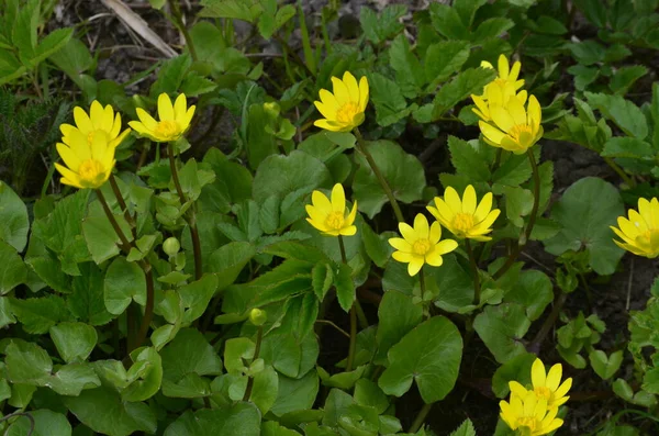 Tavaszi Sárga Virágcsomók Ficaria Verna Korábban Ranunculus Ficaria Közismert Nevén — Stock Fotó