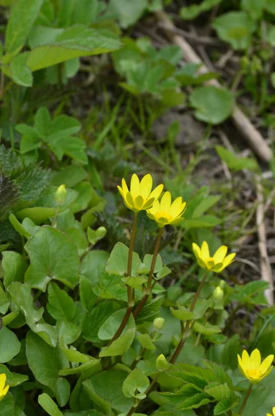 Gros Plan Une Touffe Fleurs Jaunes Printanières Ficaria Verna Anciennement — Photo