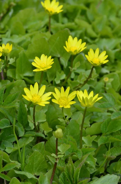 Gros Plan Une Touffe Fleurs Jaunes Printanières Ficaria Verna Anciennement — Photo