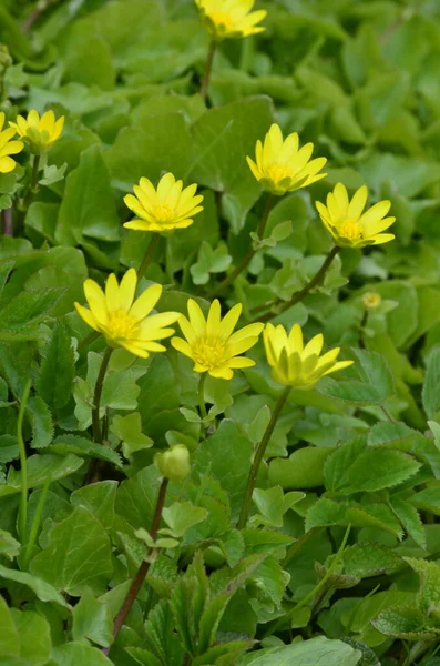 Primer Plano Del Grupo Flores Amarillas Primaverales Ficaria Verna Anteriormente —  Fotos de Stock