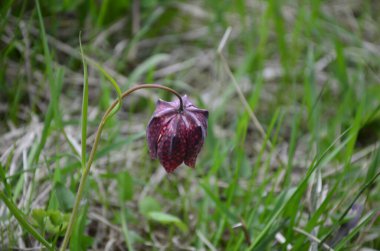Yılanlar, Fritillarie 'lerin bir türüdür. Çekici çan şeklindeki çiçeğin sıra dışı bir deseni vardır. Bitki dünyasında nadiren görülür..