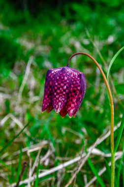 Yılanlar, Fritillarie 'lerin bir türüdür. Çekici çan şeklindeki çiçeğin sıra dışı bir deseni vardır. Bitki dünyasında nadiren görülür..