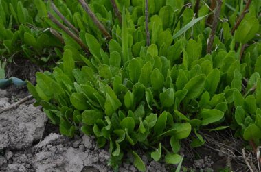 Tanasetum balsamita bitkilerinin dokusu. Bu Aster ailesine ait uzun ömürlü bir bitki. Bu aromatik bitkinin iki yaygın adı vardır..