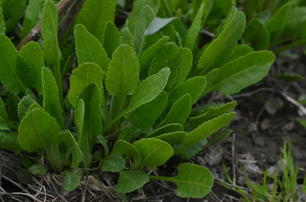 Tanacetum Balsamita植物のテクスチャこれは Asterファミリーに属する多年生のハーブです この芳香族ハーブには2つの一般的な名前があります — ストック写真