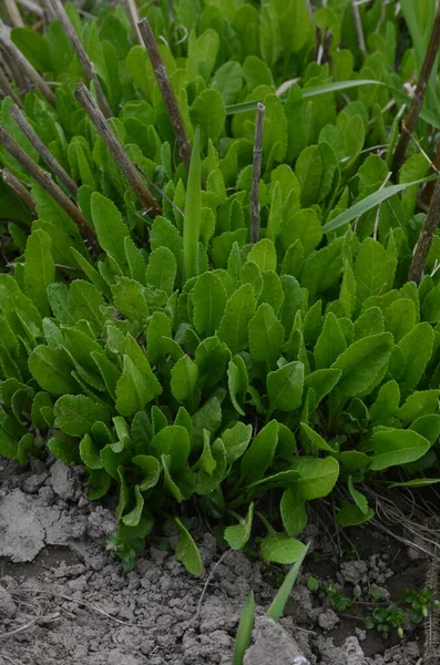 Tanacetum Balsamita Plants 이것은 아스터 속하는 영구적 허브이다 식물에는 일반적 — 스톡 사진