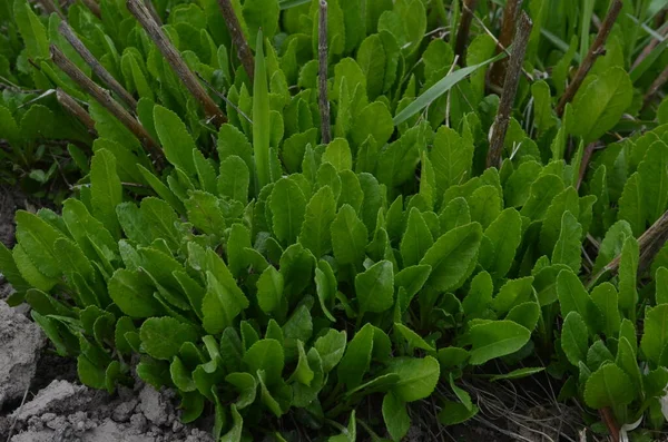 Tanacetum Balsamita植物のテクスチャこれは Asterファミリーに属する多年生のハーブです この芳香族ハーブには2つの一般的な名前があります — ストック写真