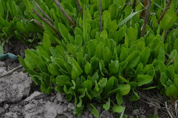 Texture Tanacetum Balsamita Plants Perennial Herb Belonging Aster Family Aromatic — Stock Photo, Image