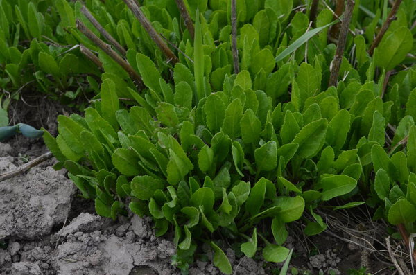 Texture of Tanacetum balsamita plants.This is a perennial herb, belonging to the Aster family. This aromatic herb has two popular common names.