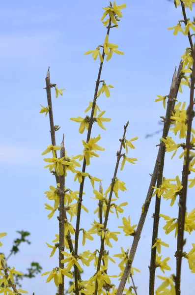 Forsythia Fleurs Face Herbe Verte Ciel Bleu Cloche Dorée Forsythie — Photo