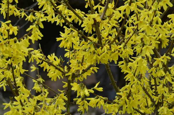 Forsythia Blommor Framför Med Grönt Gräs Och Blå Himmel Golden — Stockfoto