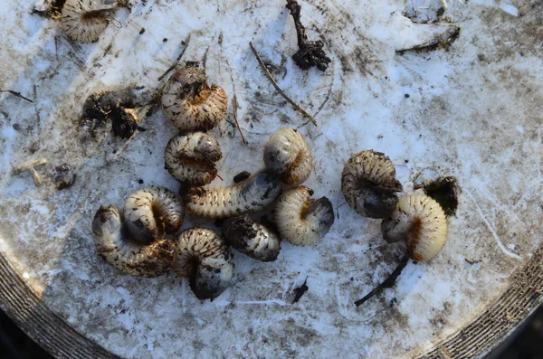 Larve Von Rosenkäfer Aus Nächster Nähe Cetonia Aurata Oder Der — Stockfoto