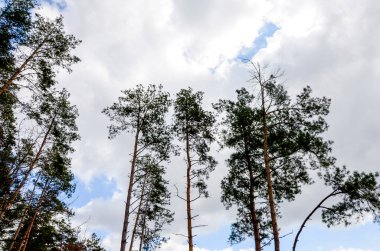 Çam ağaçlarının tepeleri, gökyüzü bulutlu mavi bir zemin üzerinde çekilmiştir. Gökyüzüne ve bulutlara karşı yeşil yüksek çam..