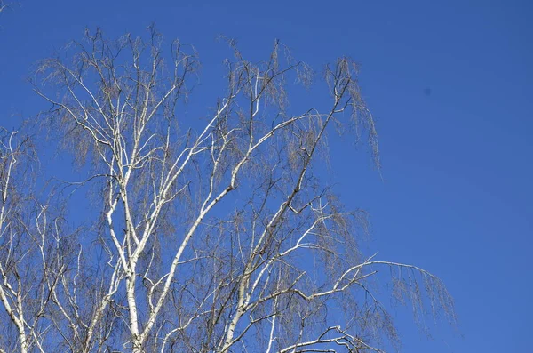 Kahle Zweige Von Bäumen Ohne Blätter Krone Gegen Einen Blauen — Stockfoto