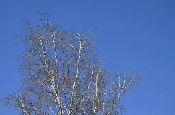 Kahle Zweige Von Bäumen Ohne Blätter Krone Gegen Einen Blauen — Stockfoto