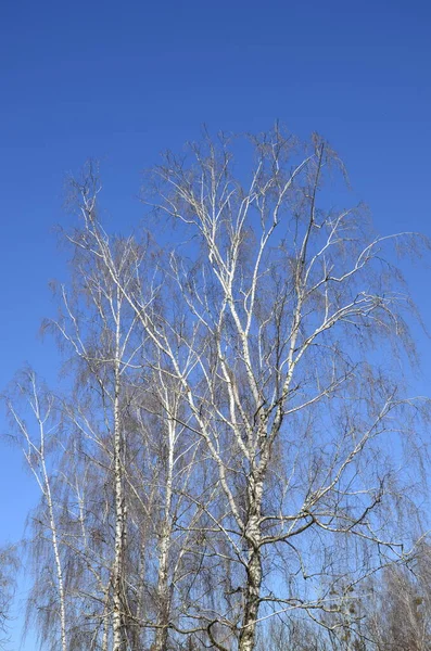青い春の空や春に対して 冠のない木の裸の枝 早春の青い空の背景に葉のない白樺の木の上の枝 — ストック写真