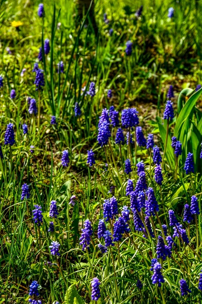 Los Rayos Sol Brillan Las Flores Muscari Armeniacum Comúnmente Conocido — Foto de Stock